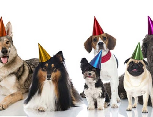 Western Web, Inc. turns Six